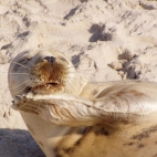Foczka, nasza polska foczka :-)