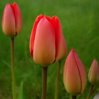 tulipany piekne kwiaty 12