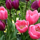 tulipany piekne kwiaty 13