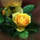 żółta róza