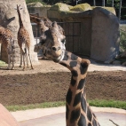 żyrafa z wygieta szyja