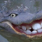 Usmiech Krokodyla