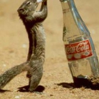 Coca Cola Zwierzak Wiewiorka