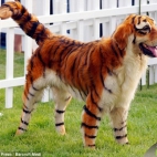 pies przerobiony na tygrysa