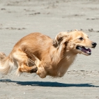 wesoły latający pies
