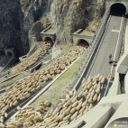 Autostrada dla owiec!