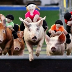 Wyścig świń