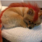 Żywy Firefox
