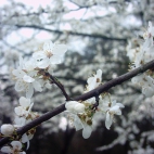 Wiosna - Foto - Kwiaty