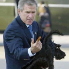 Bush i pies