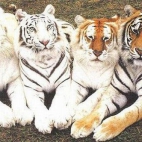 4 tygrysy