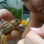 żółwiu jedz