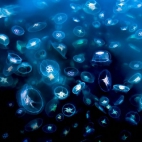 Fantastyczne zdjęcie meduz