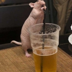 Szczur alkoholik