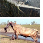 walki zwierząt