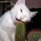 odchudzajacy kaktus