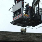 owca na dachu? wtf