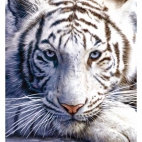 white-tiger-poster.jpg
