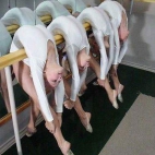 Baletnice