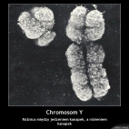chromosomy Y