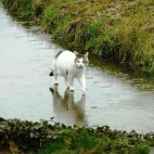 Kot chodzący po wodzie