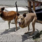 dwunożne psy po operacjach ratujących im życie