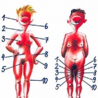 Anatomia Ludzi
