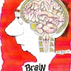 Mózg Mężczyzny