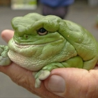 pulchna otyła żaba