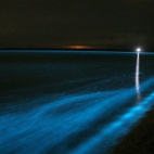 Bioluminescencja - niezwykłe zjawisko