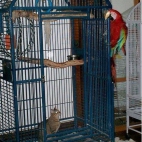 Sprytna papuga