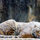 Snieżny Tygrys