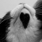 Kocie serce ;)