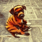 Słodki pies tygrys
