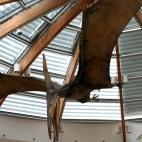 Pteranodon czyli latający frajer udający dinozaura