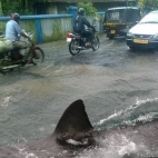 mały rekin na ulicy w czasie powodzi