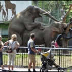 elefant sex - coniedzielna wizyta w zoo stała się atrakcyjniejsza