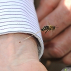 pszczoła w czasie użądlenia