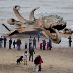 Olbrzymia kałamarnica - Giant Squid Found In California 2014