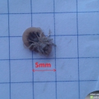 Obrzeżek gołębień