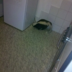 Skunks Rufus 01