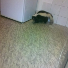 Skunks Rufus 02