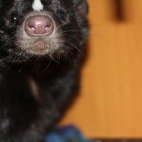 Skunks Rufus 05