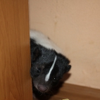 Skunks Rufus 06