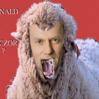 Donald ale czy kaczor