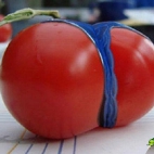 Pomidor w stringach