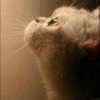 Kotek z profilu