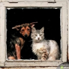 Pies i kot w oknie