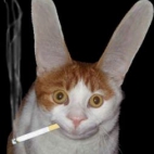 Kotek z papierosem
