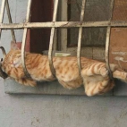 Śpiący kotek (BuKA)